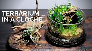 How to make a cloche terrarium  Terrarium with aquatic plants  ASMR terrarium built [upl. by Anelhtak882]