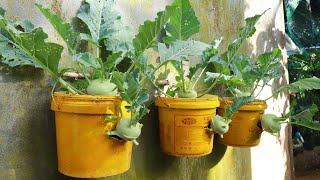 Growing Kohlrabi At Home In A Paint Bucket If You Dont Have A Garden [upl. by Polito967]