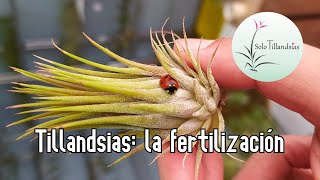 Tillandsias La fertilización [upl. by Falo]