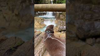 Otter’s Journey to Japan’s Beautiful Nature Ryujin Falls Gifu Pref😍😍 shorts aty otter [upl. by Earised]