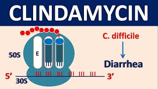 Clindamycin  Mechanism side effects dose and uses [upl. by Yendirb]