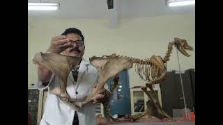 OS COXAE  PELVIC BONE  HIP  ILIUM BONE  BONE OF OX [upl. by Aramad983]