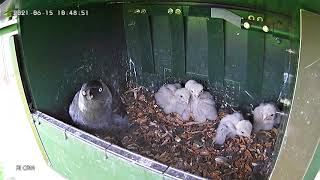 Jackdaws bullying kestrel chicks part 1 [upl. by Osrit]