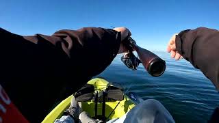 SHIMANO ZODIAS OVERBOARD FLATHEAD FISHING IN THE BAY [upl. by Esinned640]