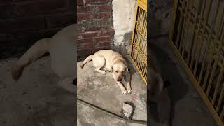 Kengal ko fever ho gay🥵 shortvideo vairalvideo doglover dog funny comedy funnyreel [upl. by Ardnuas]