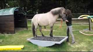 Horse Agility mit Dülmener Wildpferd Jopie [upl. by Ecam]