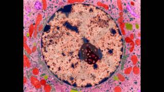 Mitosis Song and Brilliant Video [upl. by Aryl]