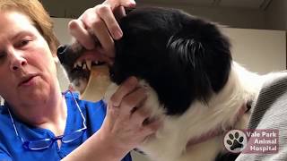 How To  Remove a Beef Bone Stuck On Your Dogs Jaw [upl. by Ahker]