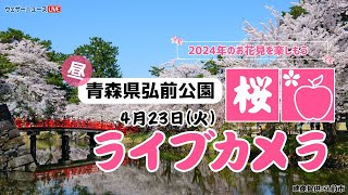 🌸桜ライブカメラ🌸青森県弘前公園 2024年4月23日火 [upl. by Yrolg]