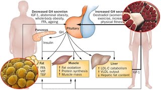 GH e composizione corporea [upl. by Benson418]