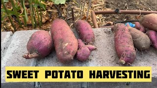 Harvesting Sweet Potatoes Composting Sweet Potato Leaves Amending Soil with Compost for Fall Plant [upl. by Bigot410]