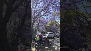 McDougall Street Jacaranda Trees 📍Kirribilli NSW jacaranda northsydney sydney [upl. by Assilrac]