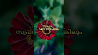 എന്നും നിനക്കായ്‌ ♥️shortvideo shortsvviral youtubeshortsQuotes Malayalam [upl. by Desmond988]