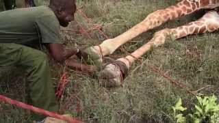 A Giraffe Had Metal Ring Eating into its Flesh Here is the Rescue Operation [upl. by Tann156]