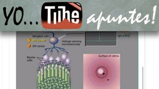 Physiology of nervous system Vision Action potential [upl. by Alanah849]