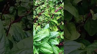 How to Grow Organic Greens in Your Home Garden [upl. by Auvil]