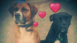 Luna and Louis family dog healthy loyal quiet and lovely Boxer Labrador Mix impressions [upl. by Wicks371]