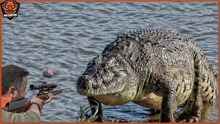 How Do Farmers And Hunters American Deal With Millions Of Crocodile And Invasive Species By Guns [upl. by Loleta549]