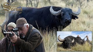 Water buffalo  Hunting in Argentina La Pampa 2018 Búfalo de agua Caza en Argentina [upl. by Eesak]