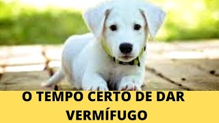 VERMÍFUGO PARA CÃES FILHOTES QUANTAS DOSES  COMO VERMIFUGAR [upl. by Aicert]