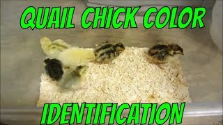 Quail Chick Color Identification [upl. by Behlau]