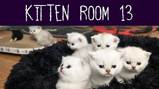 Kitten Room 13 Day 56  6 Adorable Goth Kittens [upl. by Ladiv]