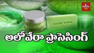 Aloe Vera Processing Guide By Mynampati Sreenivasa Rao  hmtv Agri [upl. by Llebana]