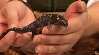 Spotted Salamander Facts [upl. by Tabitha]