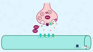 1 3 La synapse dopaminergique contrôle [upl. by Iret164]