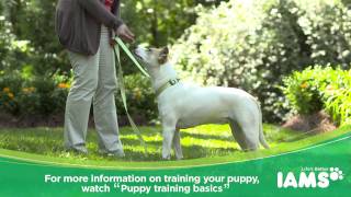 How to Leash Train a Puppy Iams® Puppy Training [upl. by Bevon629]