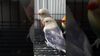 African lovebirds 🐦 africanlovebirds africanlovebirdbreeding lovebirds birds ytshorts shorts [upl. by Comstock]