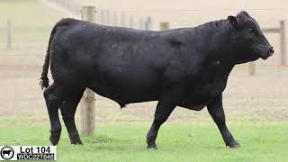 Lot 104 WDC22T646 Coonamble Angus 2024 [upl. by Darra]