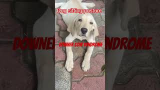 Dog sitting posture l Downer cow syndrome l Dr umar khan [upl. by Lilithe]