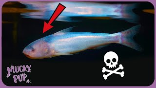 Is This the Most Terrifying Fish  The Candiru  Weird Creatures 🦎 [upl. by Templia]