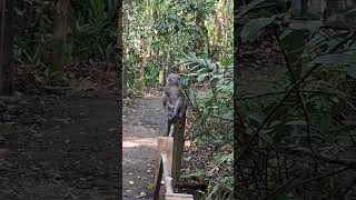 Monkey Sitting comfortable and Admiring the Nature View wildlife shortvideo nature primate [upl. by Dorena]