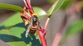 Hornets Licking Tree Sap of Photinia Hedge コガタスズメバチ♀がレッドロビン生垣の樹液を吸汁 [upl. by Aryamoy]