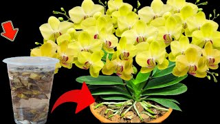 MIRACLE FERTILIZER Makes Orchids BLOOM IN RECORD TIME [upl. by Ecirted]