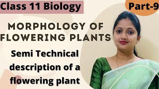 Morphlogy of flowering plants  Fabaceae  Part 9 [upl. by Ahgiel39]