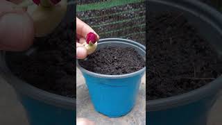 Best method of propagate rose with garlic rose shorts [upl. by Arimas]