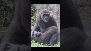 4yearold gorilla wants milk 😆 gorillatag 金剛猩猩 台北市立動物園 shorts [upl. by Attenehs10]