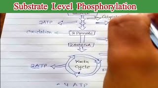 Substrate level phosphorylation 11th biology [upl. by Aicinod]