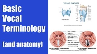 Basic Vocal Terminology Singing Terms [upl. by Noicnecsa]