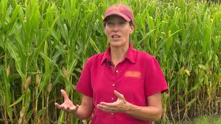 Corn Stalk Disease Scouting [upl. by Melosa993]