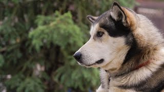 Conquering Challenges with Alaskan MalamutesCan They Conquer Adventure Races [upl. by Asiluy412]