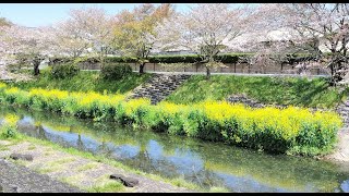 【風景と自然】菜の花とさくらの競演 三水川 大野町 岐阜県 2024年4月13日 A performance of cherry blossoms and rape blossoms [upl. by Tabber]