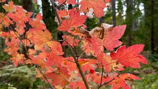 Autumn walk for foraging solitude and reflection [upl. by Vookles]