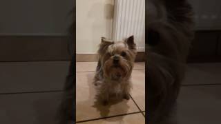 Angry Hungry Dog  yorkshire terrier  Phoebe  Fibi [upl. by Esinaj]