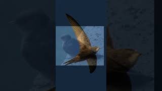 EP34 Common Swift  Bird Song [upl. by Munn135]