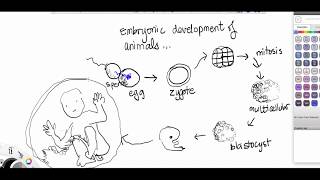 protostomes vs deuterostomes [upl. by Radman]