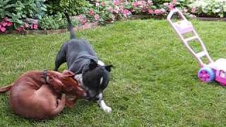 Vizsla vs Pitbull [upl. by Elkcim724]